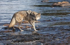 Wolf Stock Images