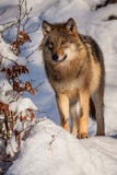 Wolf Royalty Free Stock Images