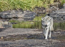 Wolf Royalty Free Stock Images