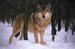 Wolf Wolf