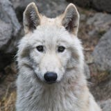 Wolf, Canis Lupus Tundrarum, Mammal, Saarloos Wolfdog Wolf, Canis Lupus Tundrarum, Mammal, Saarloos Wolfdog