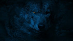 glowing eyes in the dark wolf