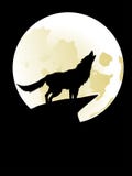 Wolf Howling At The Moon Stock Photography