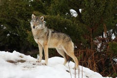 Wolf In The Snow Royalty Free Stock Photo