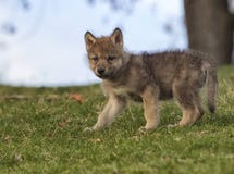 Wolf Pup Royalty Free Stock Photography