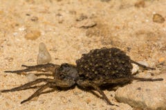 Wolf Spider femminile fotografia stock libera da diritti Wolf Spider femminile fotografia stock libera da diritti