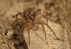Wolf Spider mit Babys stockfotografie Wolf Spider mit Babys stockfotografie