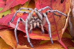 Wolf Spider On Fall Leaves Stock Photography Wolf Spider On Fall Leaves Stock Photography