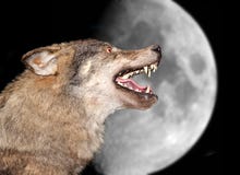 Wolf unter dem Mond Wolf unter dem Mond