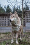 wolf, wild animal, gray wolf, beast. stock photography wolf, wild animal, gray wolf, beast. stock photography