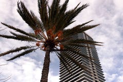 Wolkenkrabber op de waterkant van Barcelona met palm stock afbeeldingen Wolkenkrabber op de waterkant van Barcelona met palm stock afbeeldingen