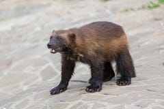 wolverines royaltyfri fotografi wolverines royaltyfri fotografi