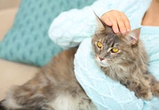 Woman with adorable Maine Coon cat at home royalty free stock photos Woman with adorable Maine Coon cat at home royalty free stock photos