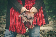 Woman with autumn leaves in hands stock photo Woman with autumn leaves in hands stock photo