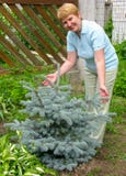 The woman of average years shows a young blue Canadian spruce in a garden Stock Images The woman of average years shows a young blue Canadian spruce in a garden Stock Images
