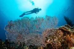 woman diver over a huge gorgonian
