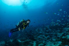 woman diving with a school of surgeon fish and fusilier
