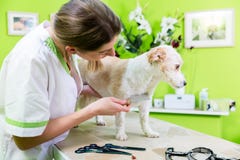 Woman is examining Dog for flea at pet groomer Royalty Free Stock Images Woman is examining Dog for flea at pet groomer Royalty Free Stock Images