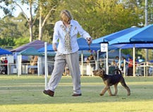 Woman exhibitor walking Airedale Terrier puppy in dog show ring Stock Photos Woman exhibitor walking Airedale Terrier puppy in dog show ring Stock Photos