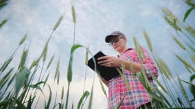 Woman farmer working in a wheat field, using a tablet. Low angle shooting stock video Woman farmer working in a wheat field, using a tablet. Low angle shooting stock video