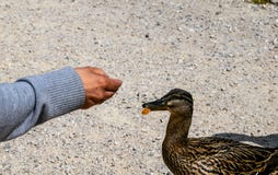 Woman is feeding a duck with old bread stock photography Woman is feeding a duck with old bread stock photography
