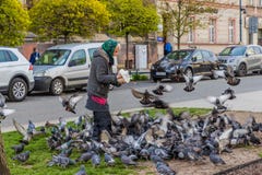 A woman feeding pigeons in Krakow Poland stock photo A woman feeding pigeons in Krakow Poland stock photo