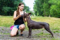 Woman gives a command to her Mexican Hairless Dog. Dog training royalty free stock image Woman gives a command to her Mexican Hairless Dog. Dog training royalty free stock image