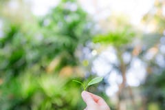 Woman hand holding young small plant. Preparing for growing. royalty free stock images Woman hand holding young small plant. Preparing for growing. royalty free stock images