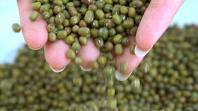 Woman hands holding mung beans on table
