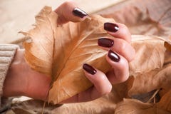 Woman Hands With Brown Gel Nails Polish Holds Dry Fall Leaf On Wooden And Leaves Royalty Free Stock Photo Woman Hands With Brown Gel Nails Polish Holds Dry Fall Leaf On Wooden And Leaves Royalty Free Stock Photo