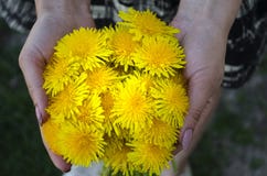 Woman holding dandelions in her hands royalty free stock image Woman holding dandelions in her hands royalty free stock image