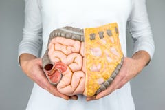 Woman holding model of human intestines in front of body stock photography Woman holding model of human intestines in front of body stock photography