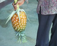Woman holding pineapple royalty free stock photography Woman holding pineapple royalty free stock photography