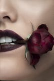 Woman holding a rose in her mouth stock images Woman holding a rose in her mouth stock images