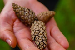 A woman holding some pine cones at the forest. stock images A woman holding some pine cones at the forest. stock images