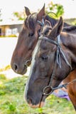 A woman holds a horse`s bridle. Portrait of a horse in profile close-up stock image A woman holds a horse`s bridle. Portrait of a horse in profile close-up stock image