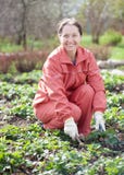 Woman Loosen The Strawberries In Spring Stock Images Woman Loosen The Strawberries In Spring Stock Images