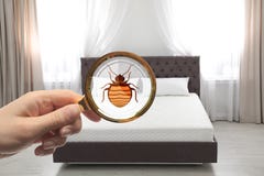 Woman with magnifying glass detecting bed bugs on mattress. Closeup stock image Woman with magnifying glass detecting bed bugs on mattress. Closeup stock image