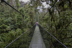 Suspension bridge in Monteverde Costa Rica royalty free stock photos Suspension bridge in Monteverde Costa Rica royalty free stock photos