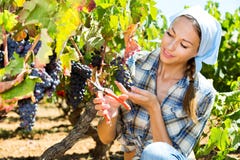 Woman Picking Ripe Grapes On Vineyard Royalty Free Stock Images