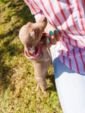 Woman playing pinscher ratter dog outside stock image Woman playing pinscher ratter dog outside stock image
