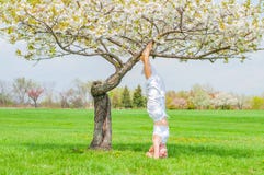 Woman is practicing yoga, doing Salamba Sirsasana exercise, standing in headstand pose near tree royalty free stock images Woman is practicing yoga, doing Salamba Sirsasana exercise, standing in headstand pose near tree royalty free stock images