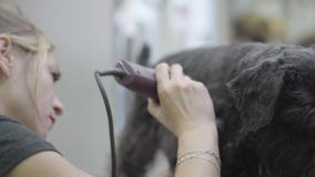 A woman professional groomer shears wool on dog with electro clipper. Adorable domestic pet. stock video A woman professional groomer shears wool on dog with electro clipper. Adorable domestic pet. stock video