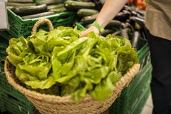Woman`s hand picking a lettuce stock photography Woman`s hand picking a lettuce stock photography