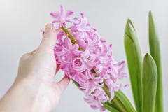 Woman`s hand touching pink flower hyacinth royalty free stock photo Woman`s hand touching pink flower hyacinth royalty free stock photo