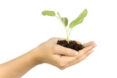 Woman's hands keep plant