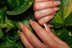 Woman`s hands touching leaves of indoor plants royalty free stock photo Woman`s hands touching leaves of indoor plants royalty free stock photo