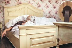 Woman Sleep In Bed And Beagle Dog Lies Under Blanket With Her Royalty Free Stock Photography Woman Sleep In Bed And Beagle Dog Lies Under Blanket With Her Royalty Free Stock Photography