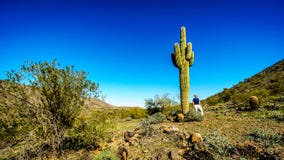 Woman beside a tall Saguaro cactus in the desert landscape along the Bajada Hiking Trail in the mountains of South Mountain Park Royalty Free Stock Photos Woman beside a tall Saguaro cactus in the desert landscape along the Bajada Hiking Trail in the mountains of South Mountain Park Royalty Free Stock Photos
