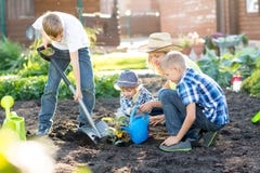 Woman with three children sons planting a tree and watering it together in garden royalty free stock photography Woman with three children sons planting a tree and watering it together in garden royalty free stock photography